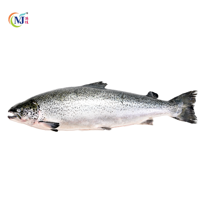 SALMON IKAN SELURUH Atlantik Norway Beku