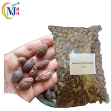 KEMBANG SEMANGKOK / Scaphium affine / Malva Nut 胖大海