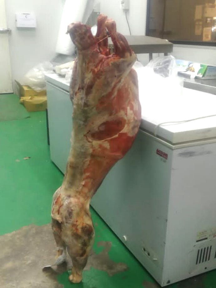 MUTTON CARCASS Whole 22kg++ New Zealand