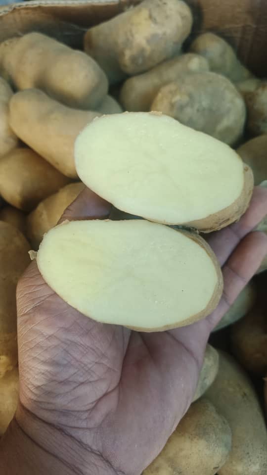 POTATO RUSSET USA