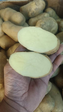 POTATO RUSSET USA