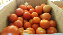 TOMATO MERAH (A) Segar