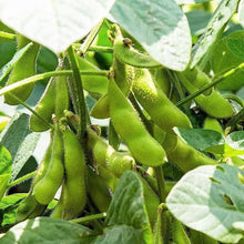 EDAMAME Soy Bean Japan Maspac