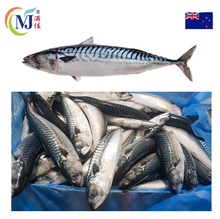 FISH BLUE MACKEREL SABA New Zealand
