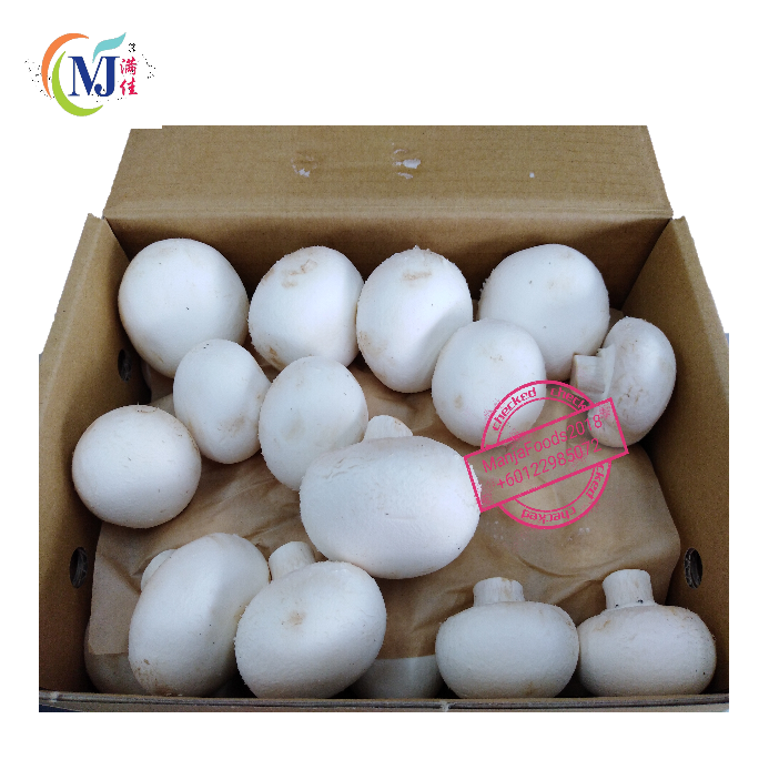 BUTTON MUSHROOM White