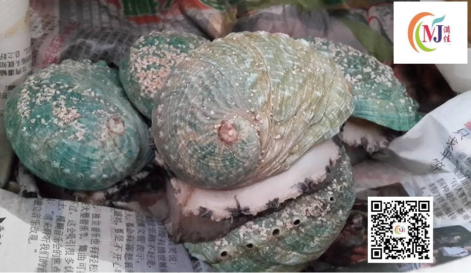 JADE TIGER ABALONE Australian