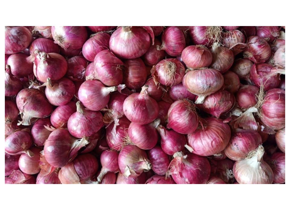 ONION RED SMALL Pakistan